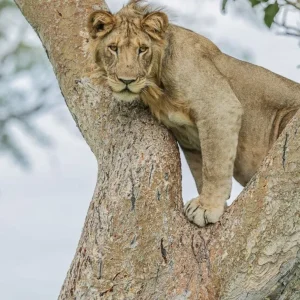 Tree-climbing Lion