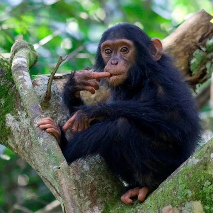 Chimpanzee