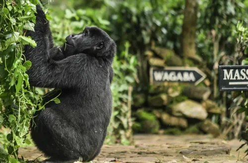 Mountain Gorilla