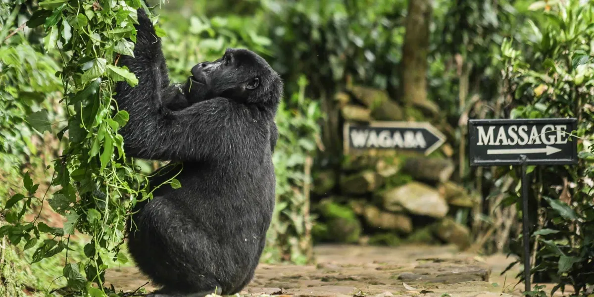 Mountain Gorilla