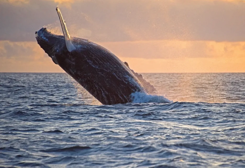 Whale spotting around the Islands