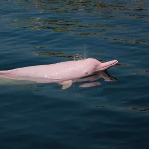 Amazon River dolphins