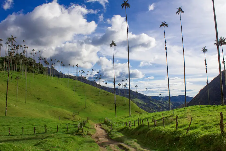 The lush green Cocora Valley and giant palm trees, perfect for hiking.