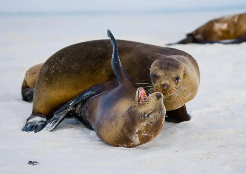 Encounter baby sea lions on a unique boat trip on our island hopping adventure