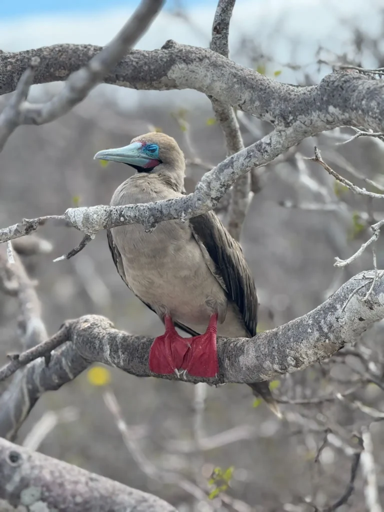A Red Footed Booby