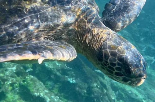 A sea turtle, found in The Galapagos Islands