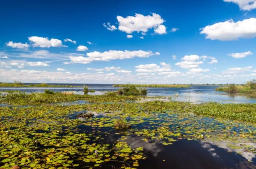 The Ibera Wetlands in Argentina is a nature wonderland