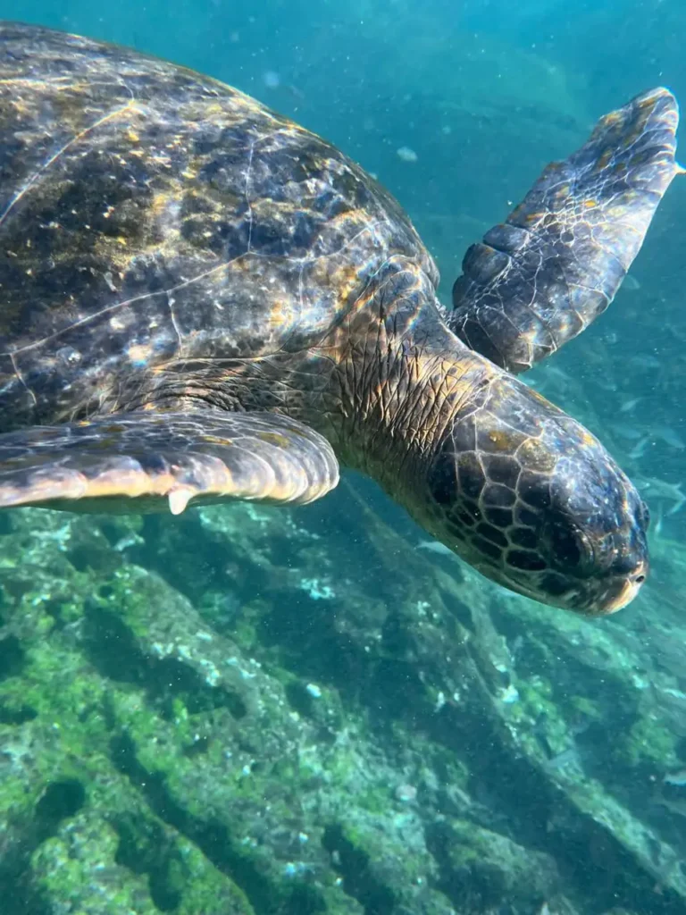 Swim with sea turtles on our Island hopping adventure in the Galapagos