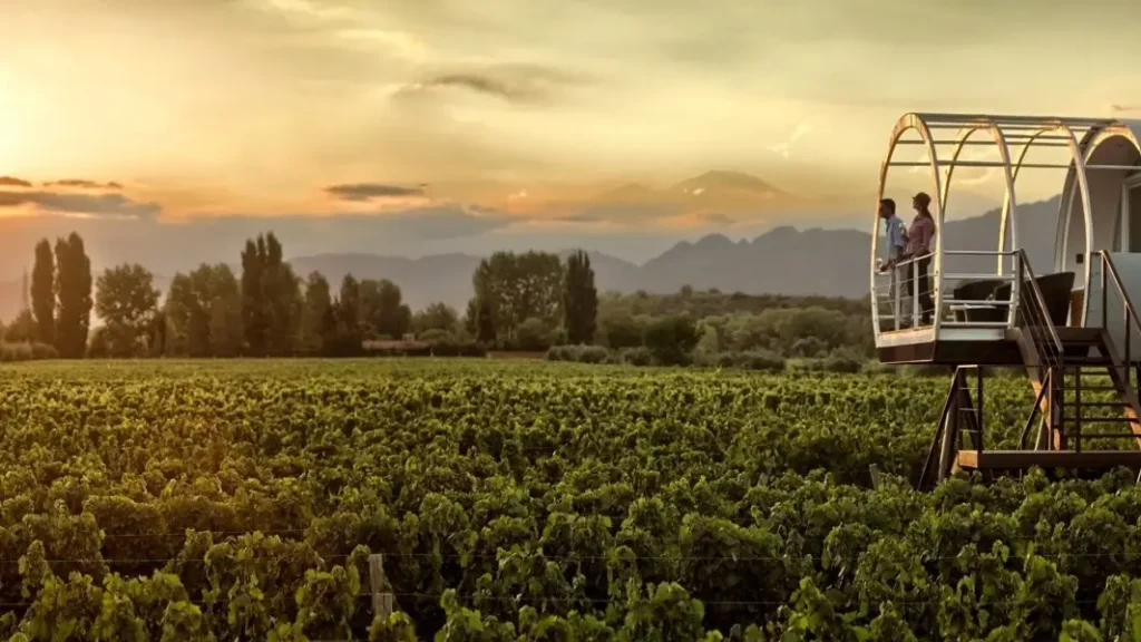 The vineyards of Mendoza