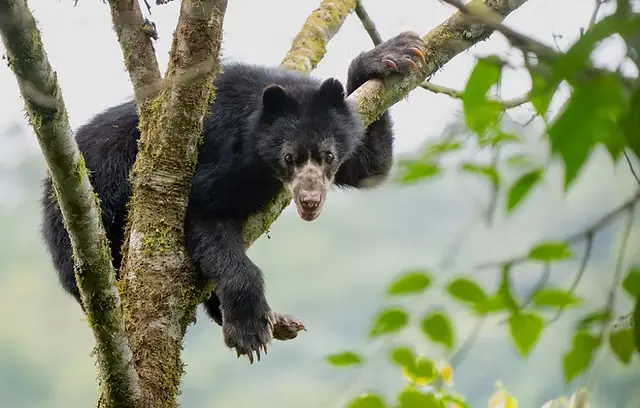Meet Paddington Bear...in Ecuador