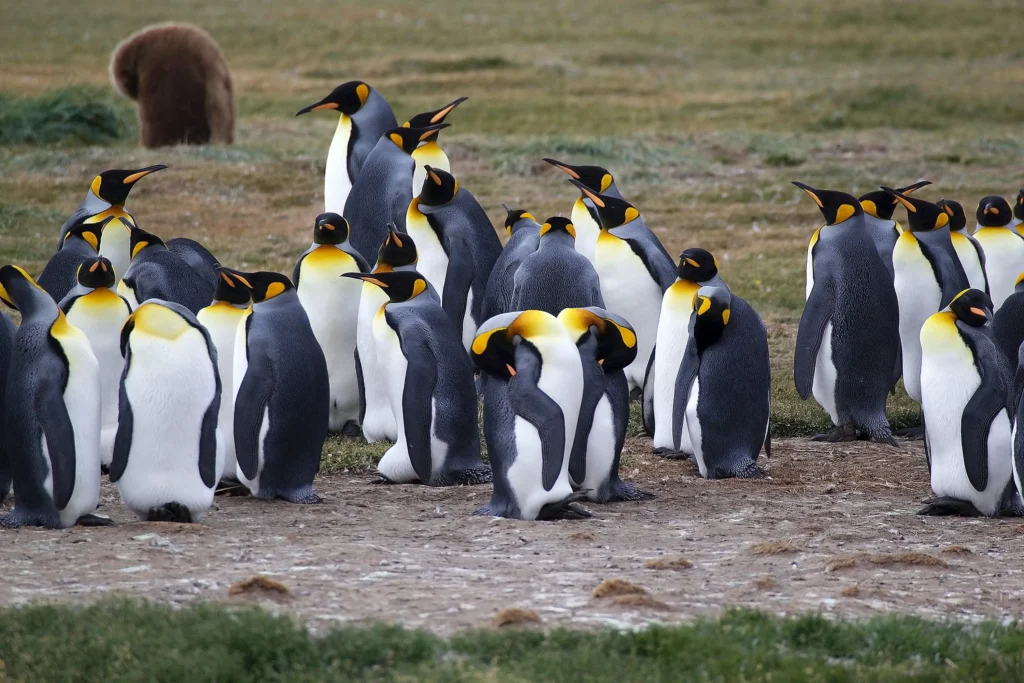 Penguin colony in Tierra del Fuego, Argentina