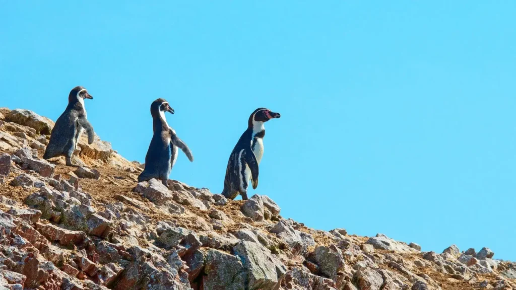 Discover the fascinating Ballestas Islands in Peru