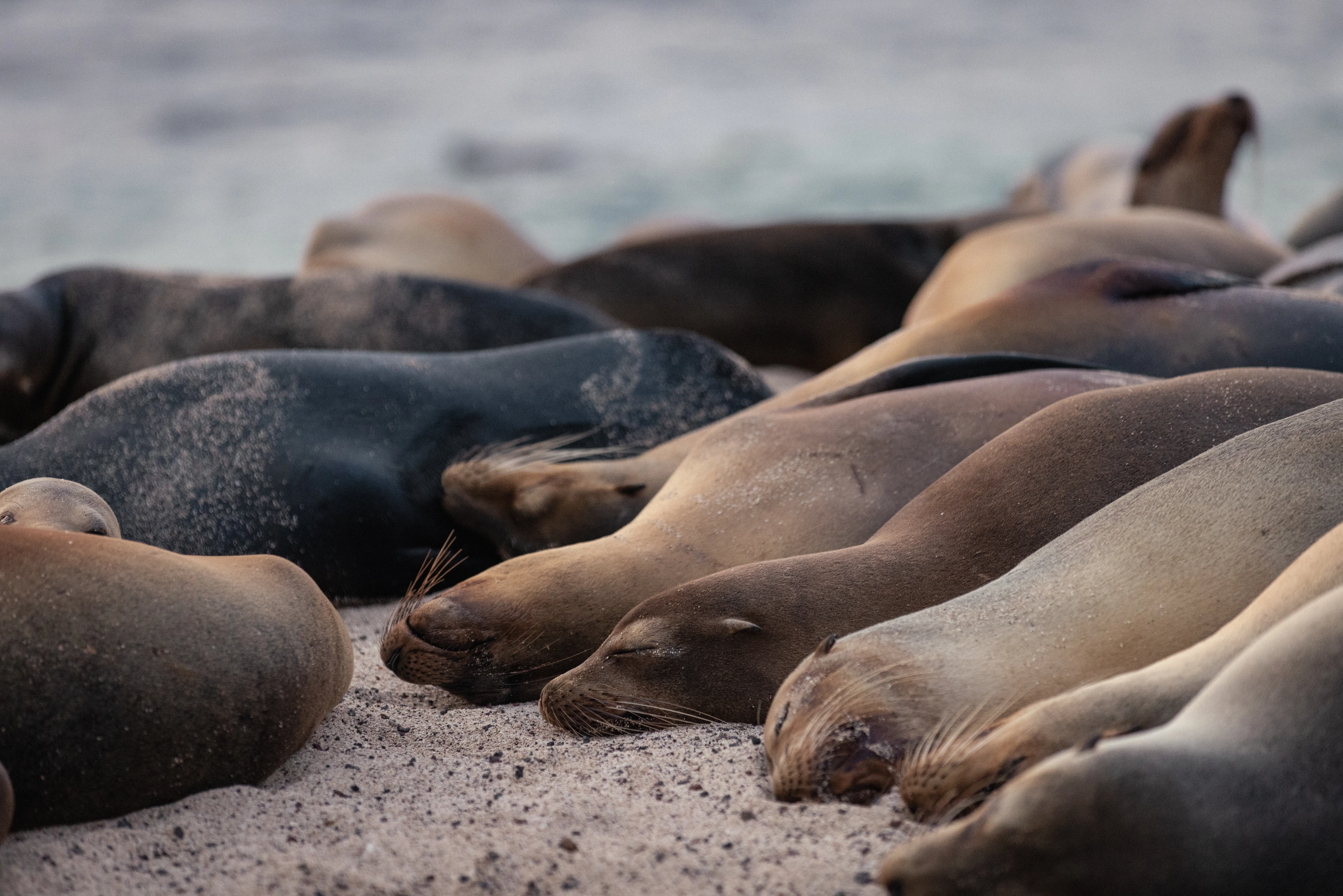 Sea Lions Santa Fe Galapagos
