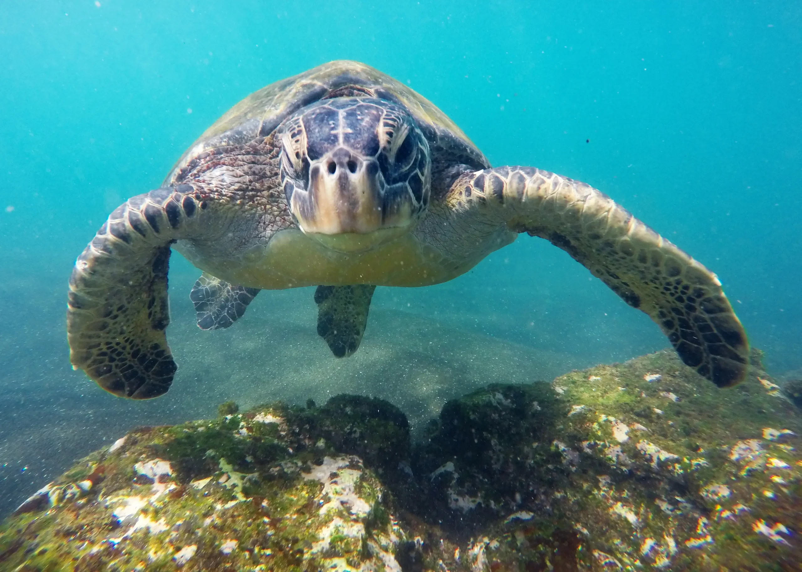 Swim with Sea Turtles, in the Galapagos Islands