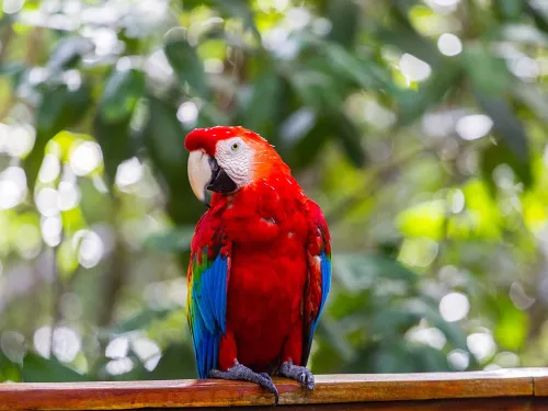 Wildlife in the Amazon Rainforest