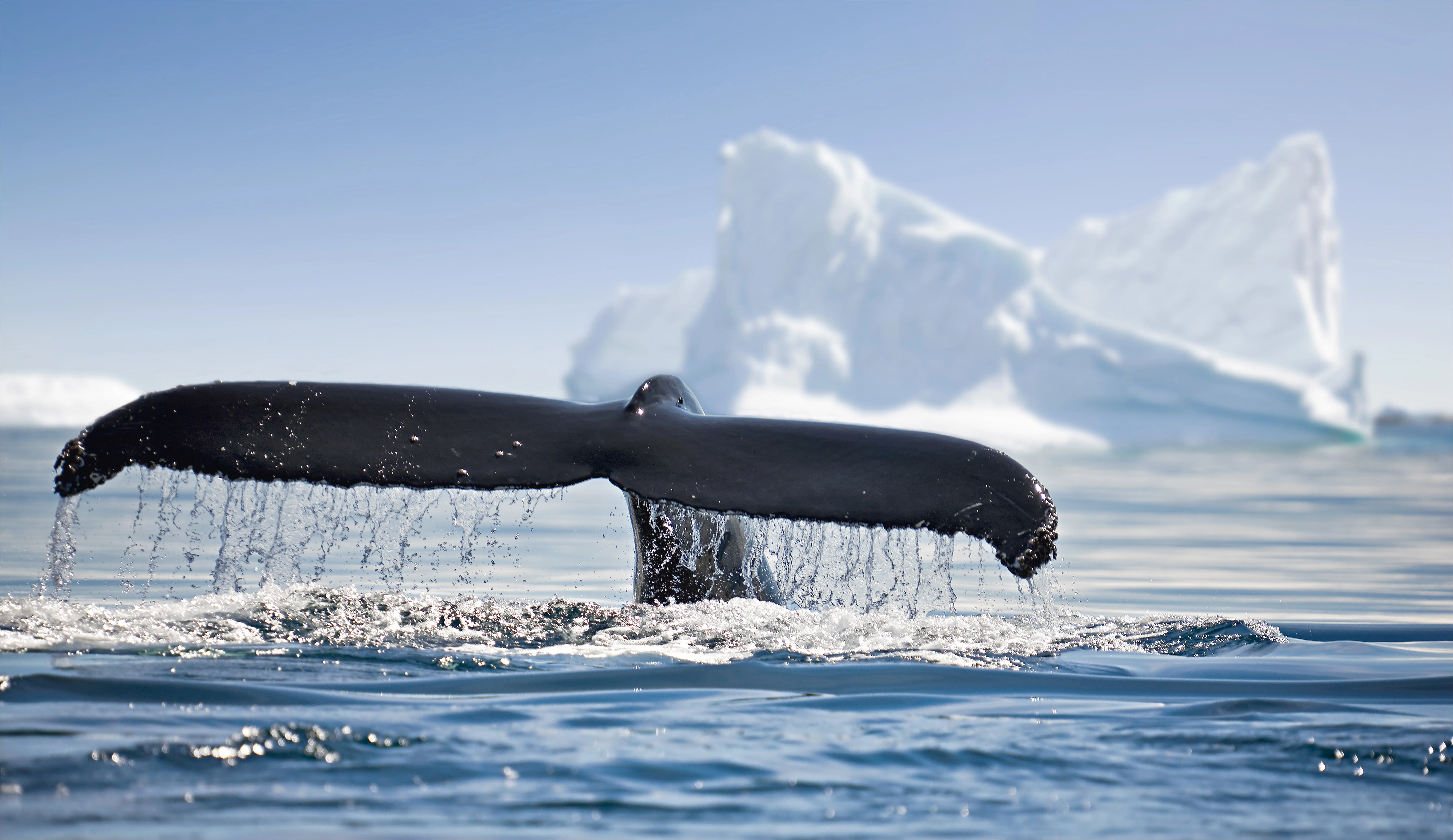 January is the perfect month for a holiday to Antarctica