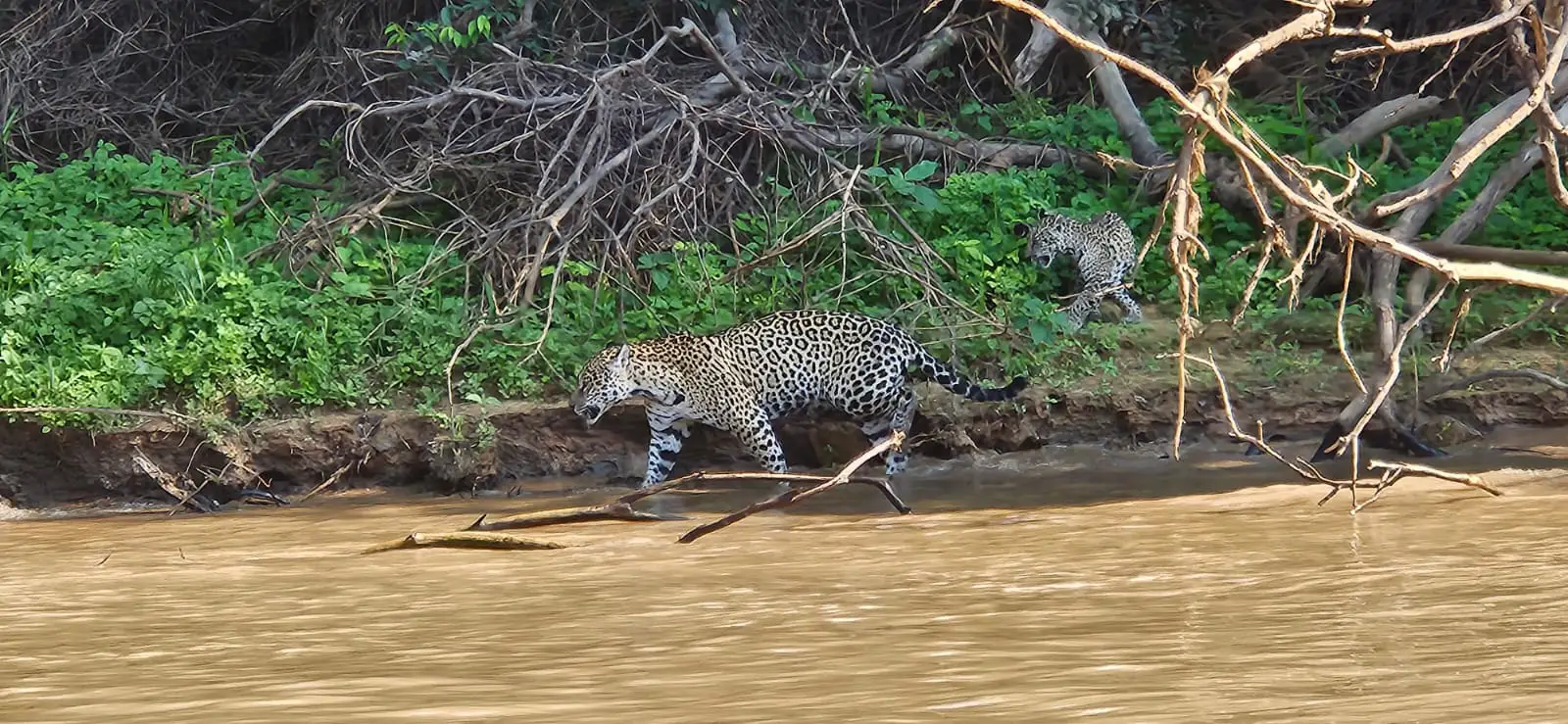 Jaguar spotting in The Pantanal, Brazil, in August