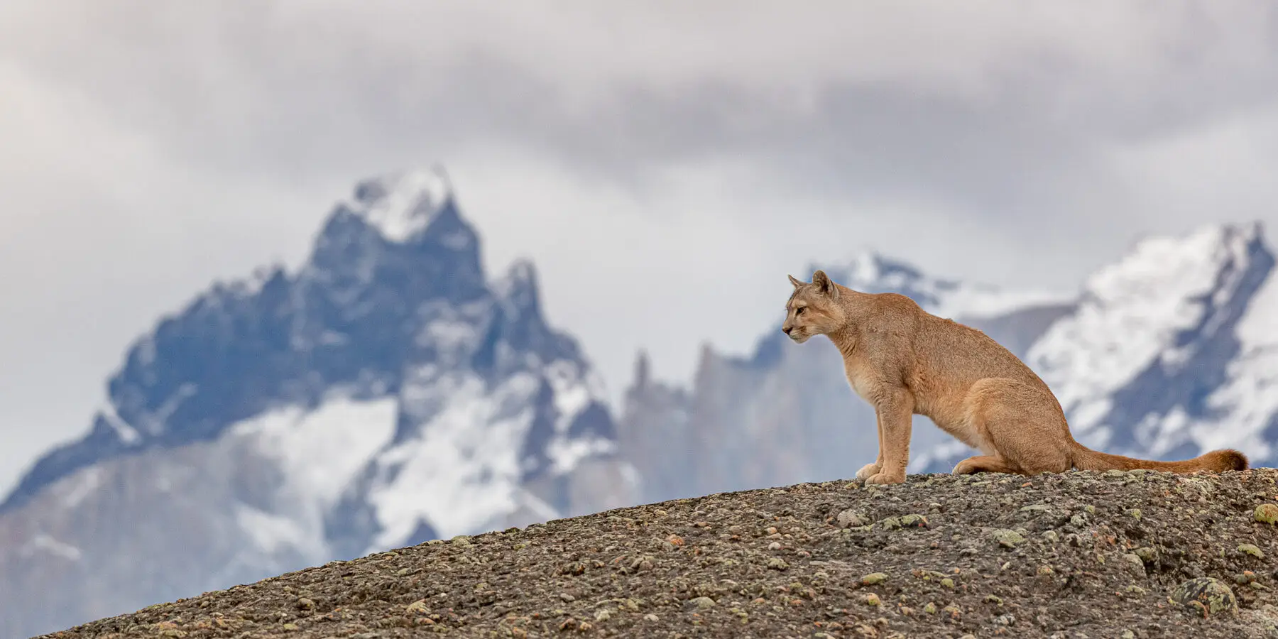 Puma tracking in Torres del Paine, Patagonia