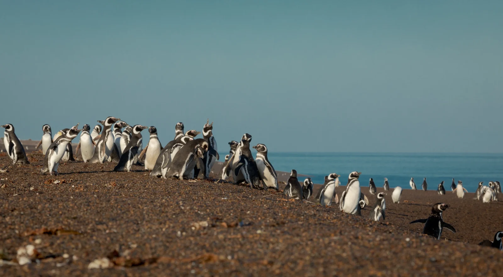 San Lorenzo Penguin watching, Patagonia