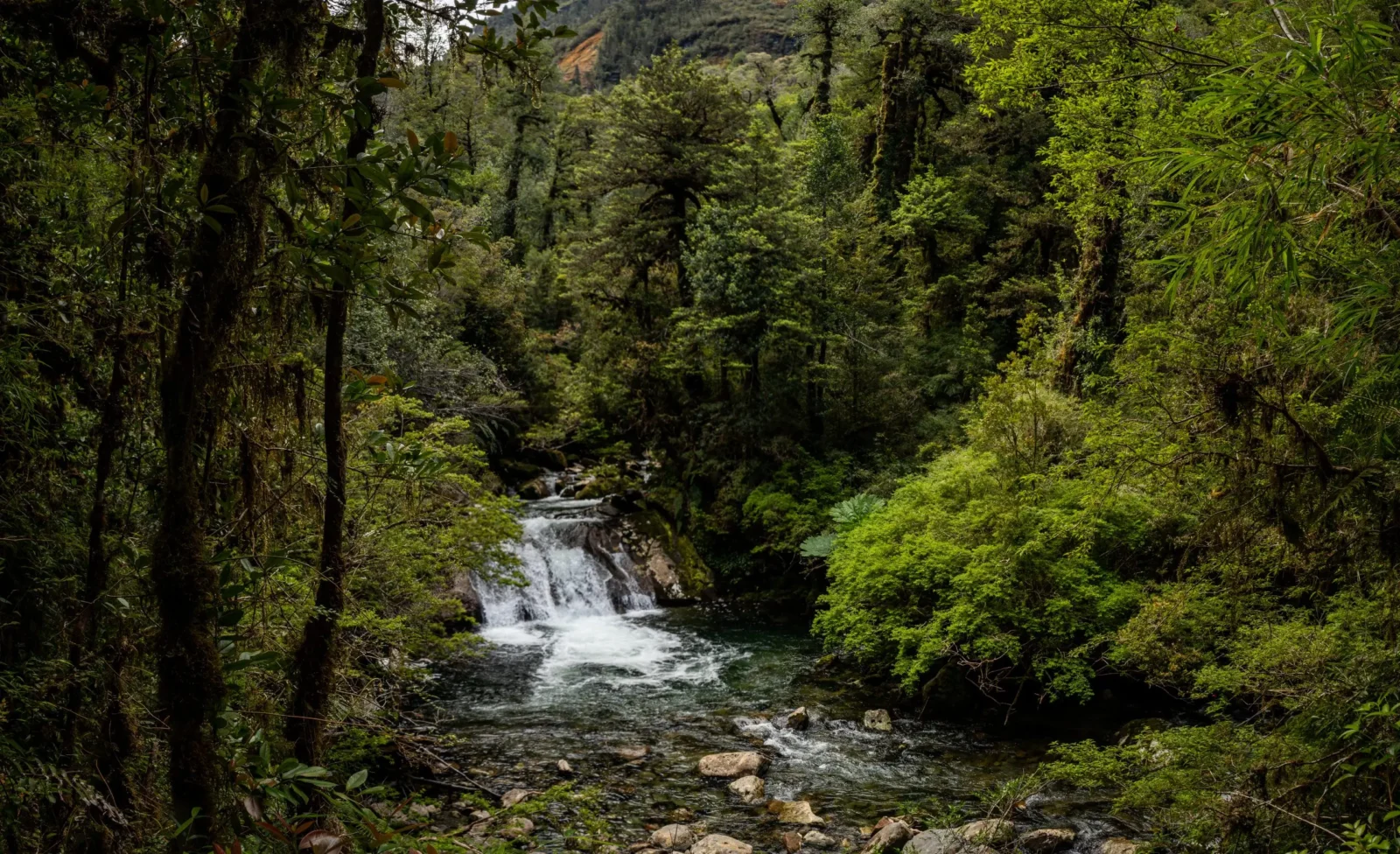 Pumalin National Park, Patagonia