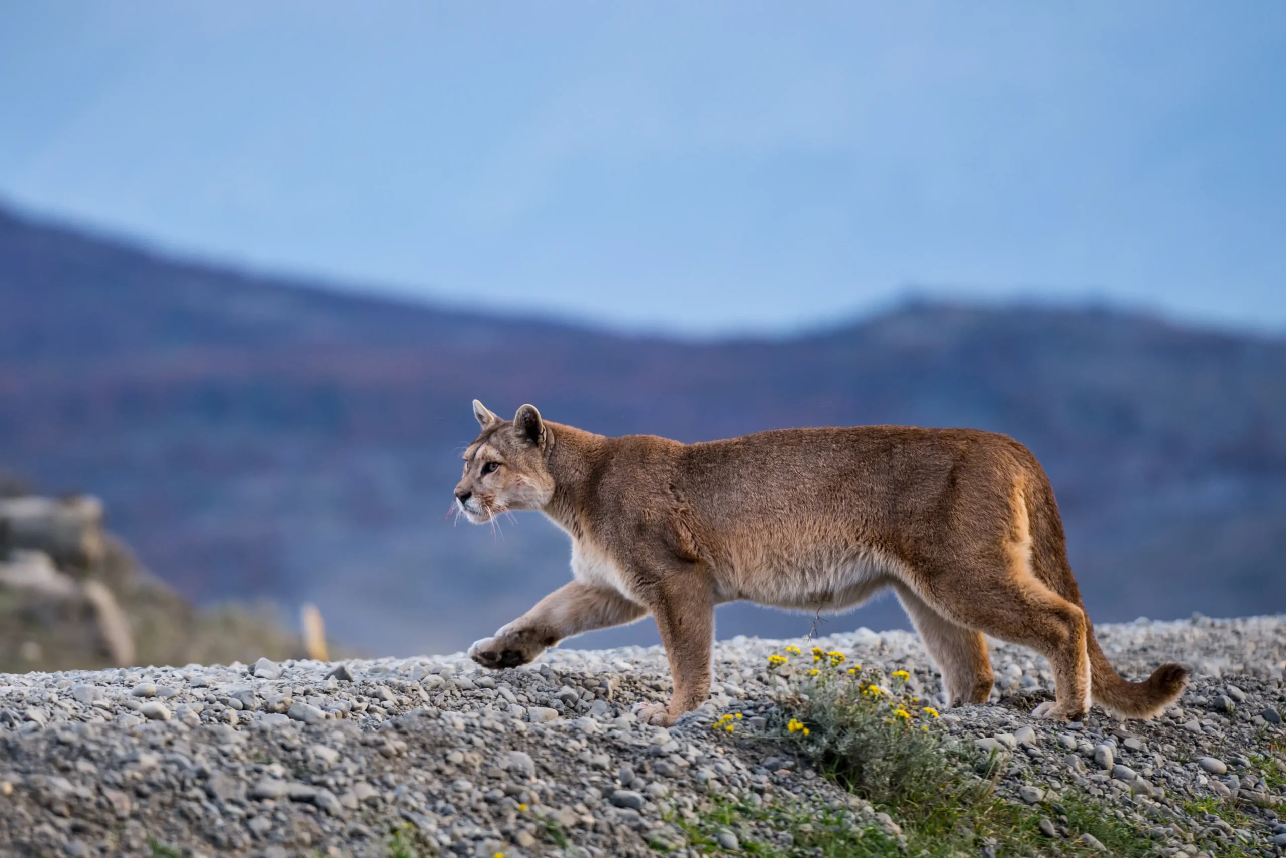 Puma tracking in Torres del Paine, Chile