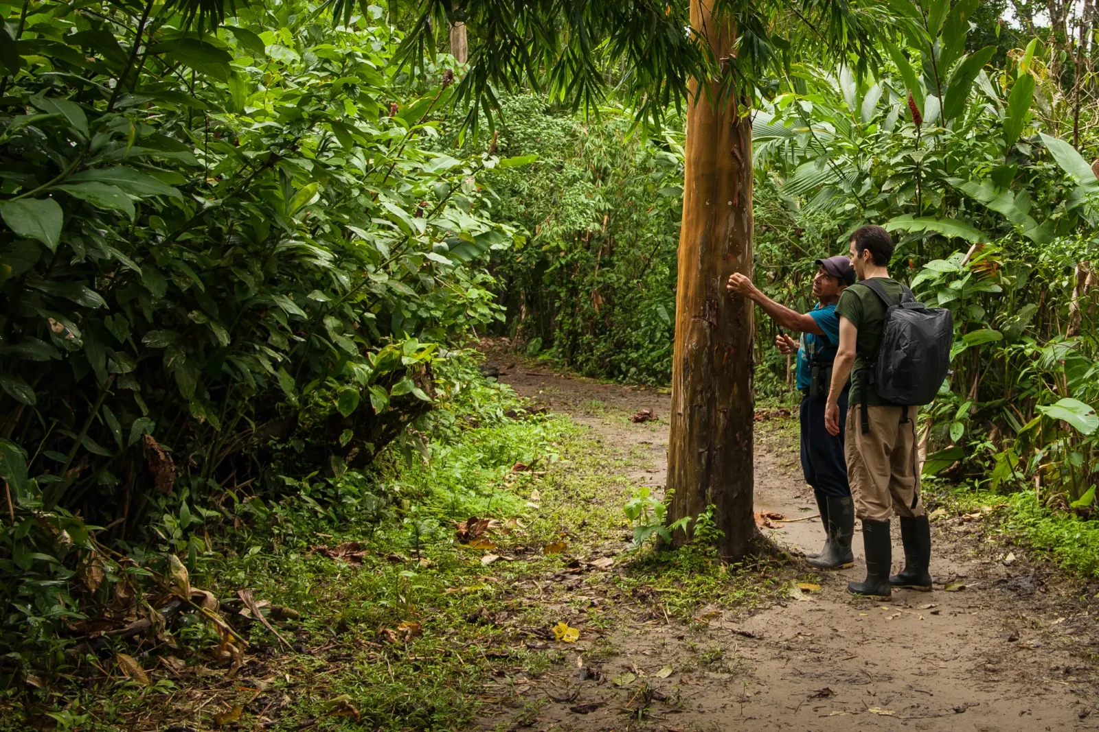 Guided jungle walks in the Ecuadorian Amazon