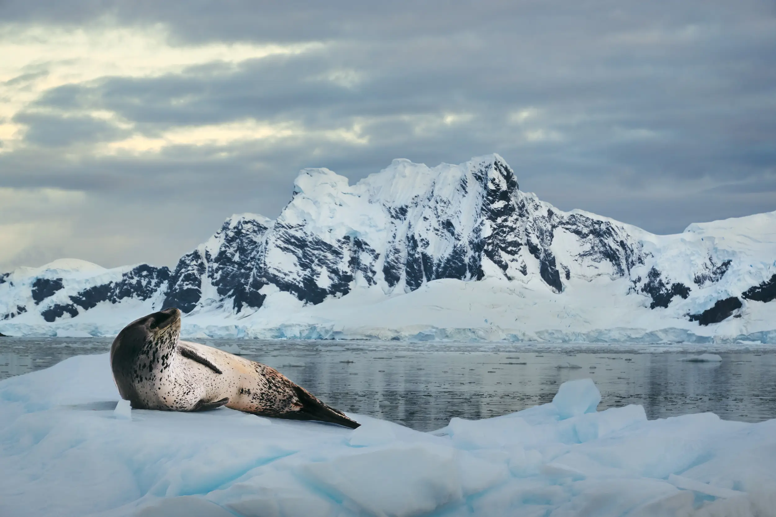 Spot leopard seals in the Antarctic