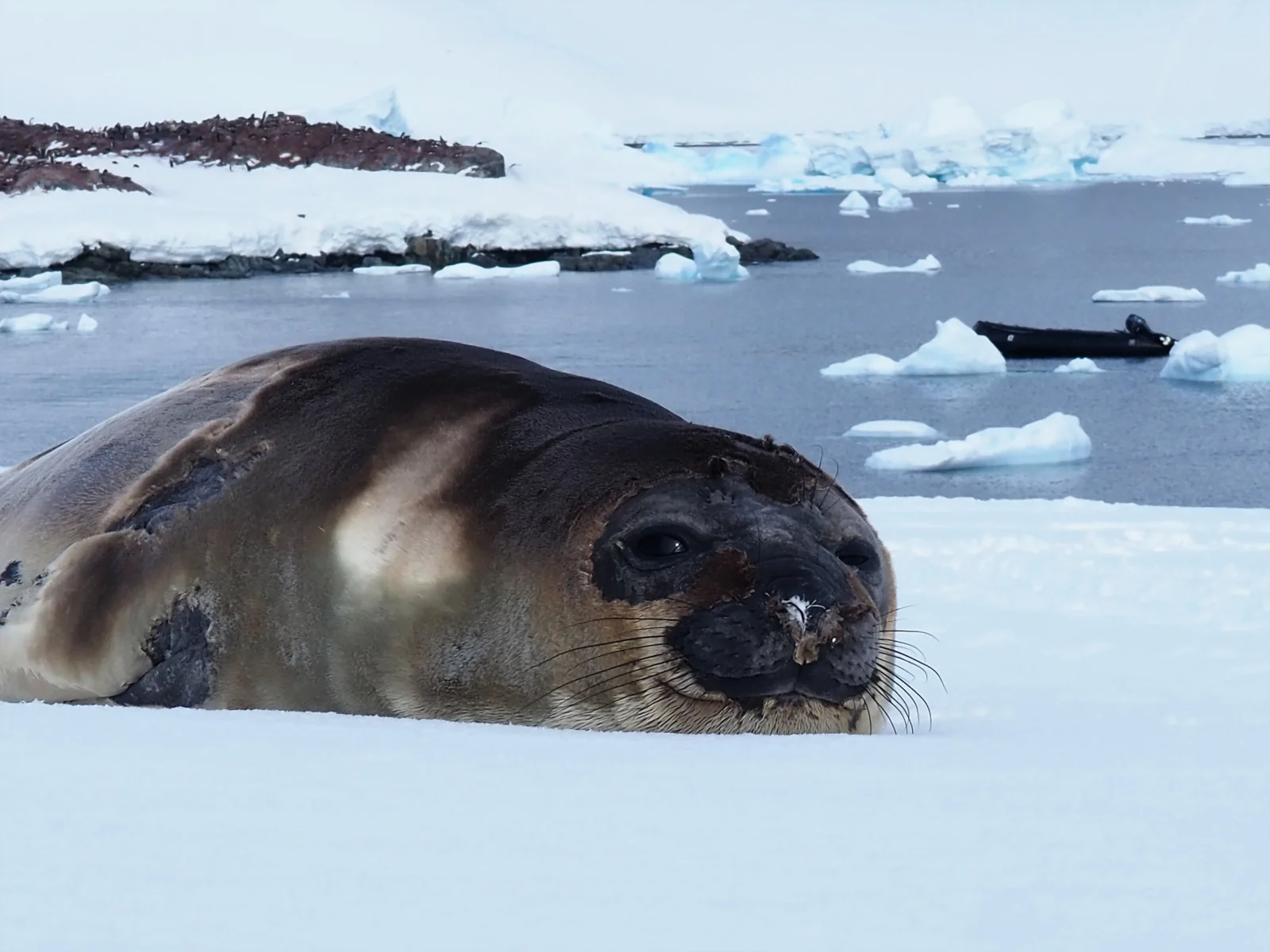 some of the amazing wildlife you will find on your Antarctica holiday