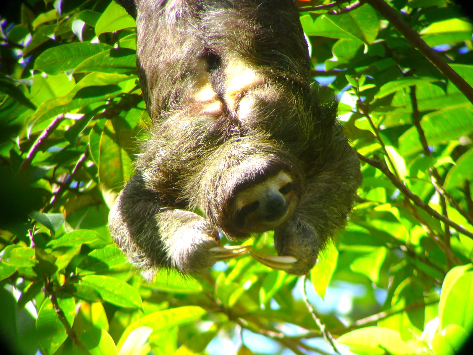 See extraordinary wildlife in the Osa Peninsula Costa Rica
