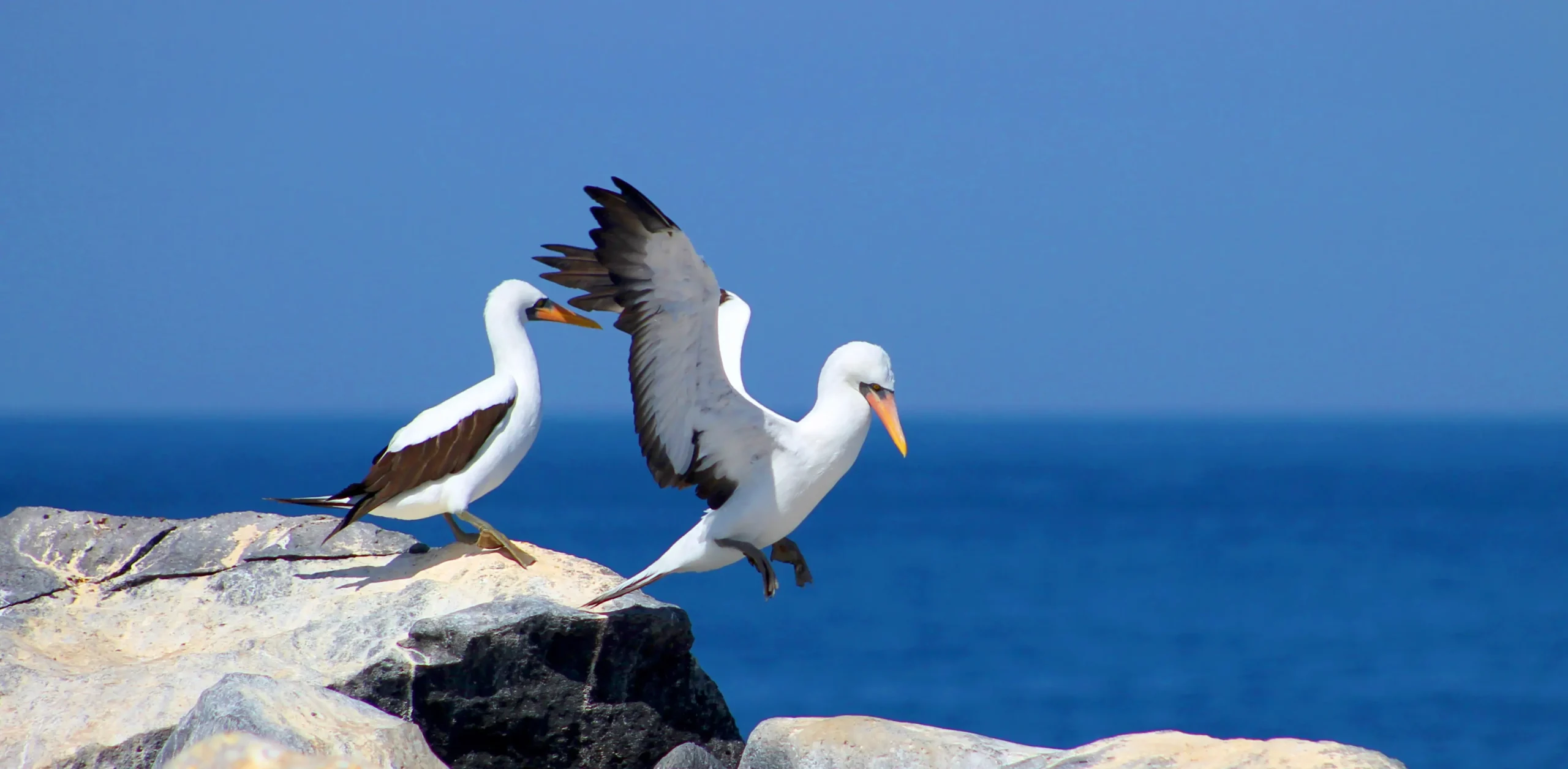 Birdlife found in The Galapagos