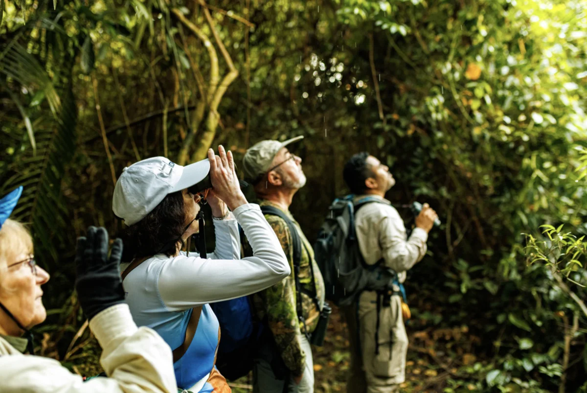 Guided hikes through the rainforests of Belize