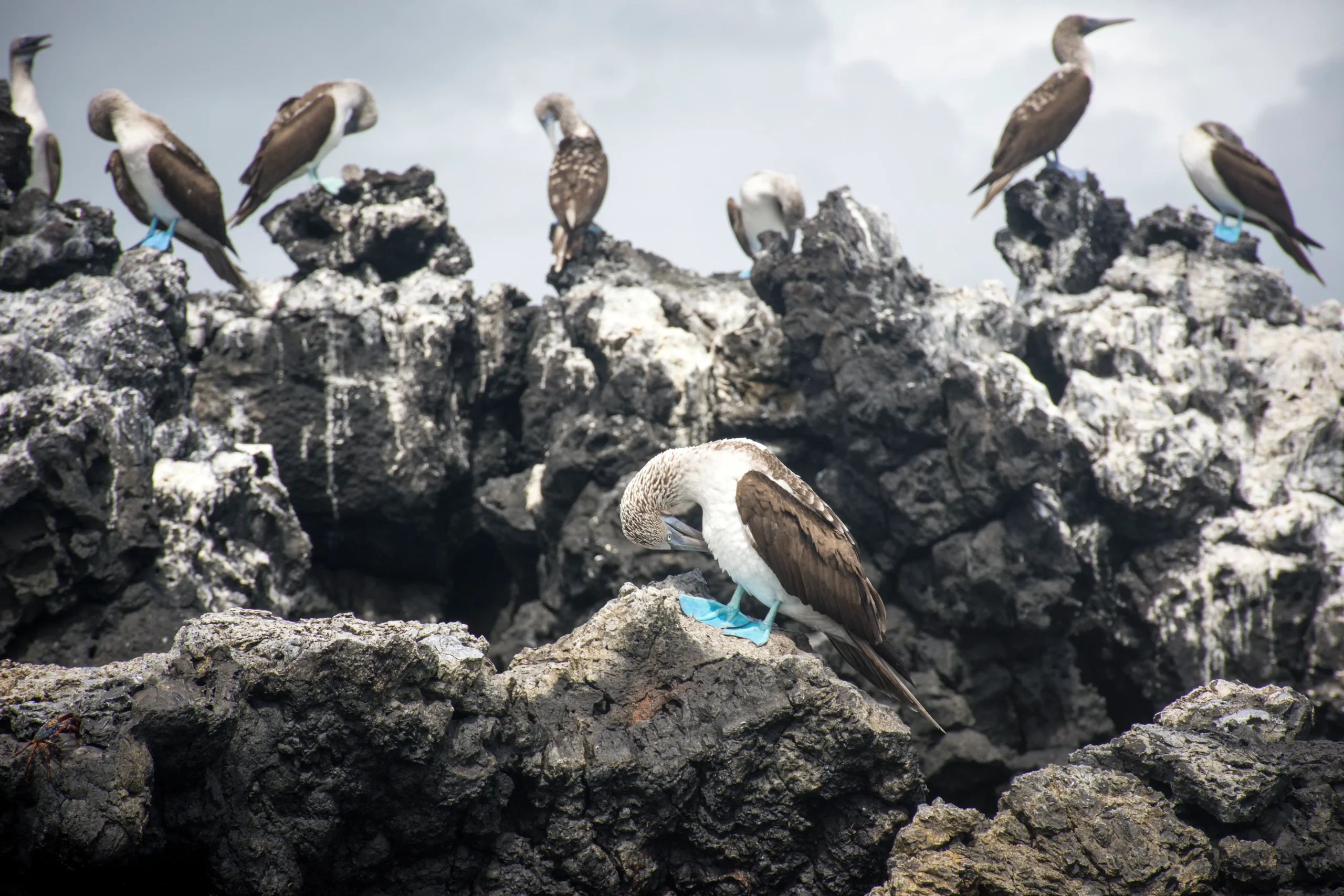 Blue footed boobies, in The Galapagos Islands