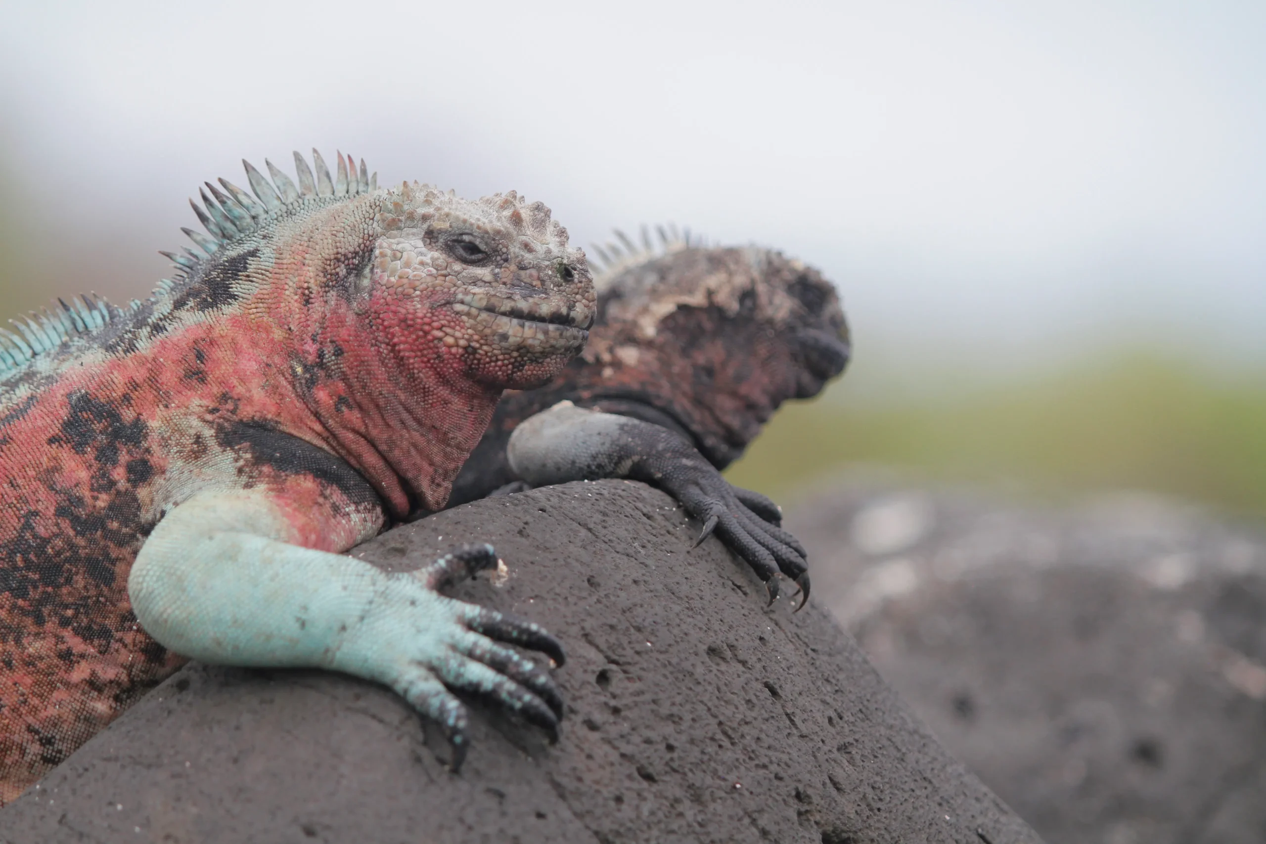 Land Iguana Galapagos