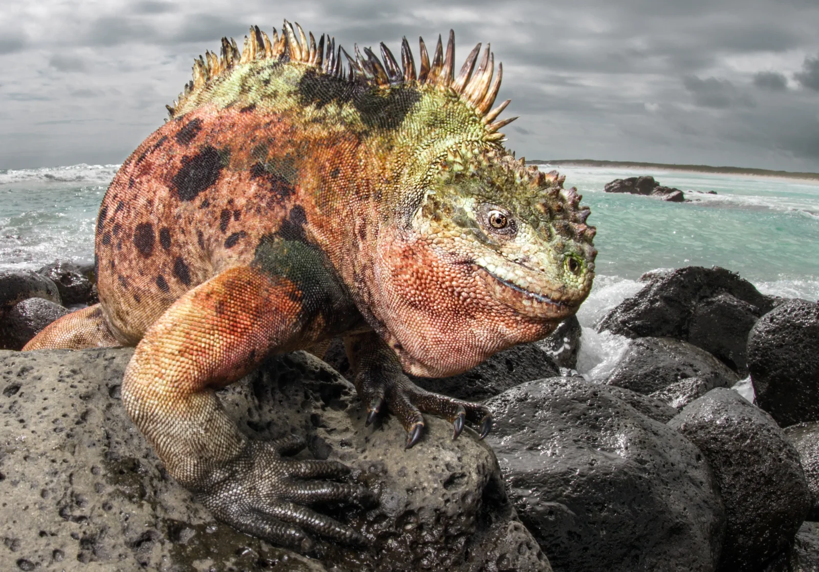 Walk or Swim alongside Marine Iguanas in The Galapagos Islands