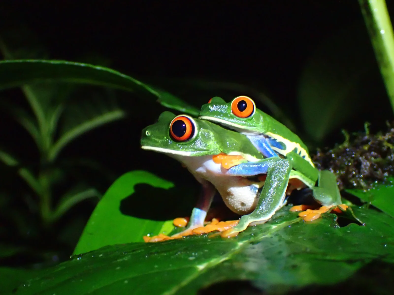 Discover the incredible wildlife in Monteverde Cloud forest in Costa Rica