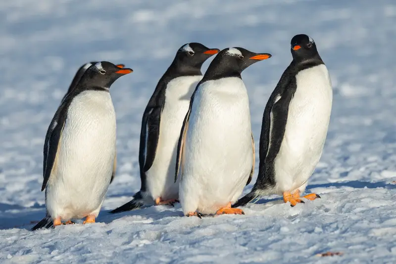 Penguins of Antarctica