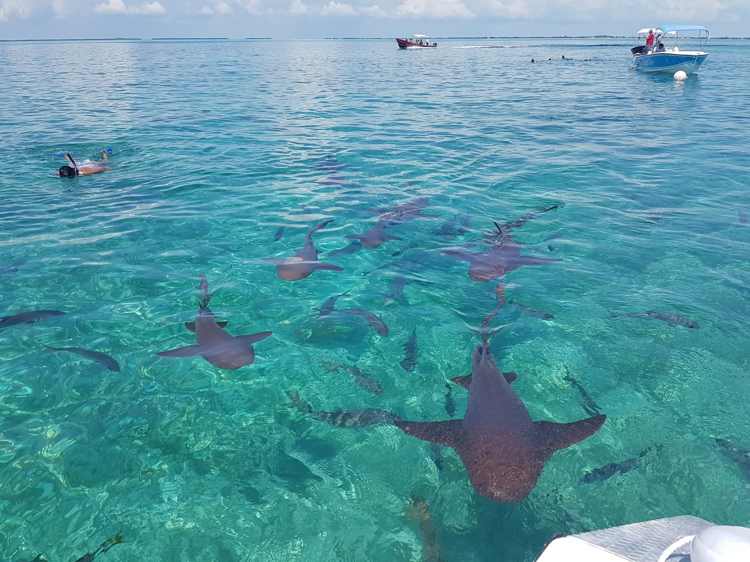Snorkel with incredible marine life in Belize