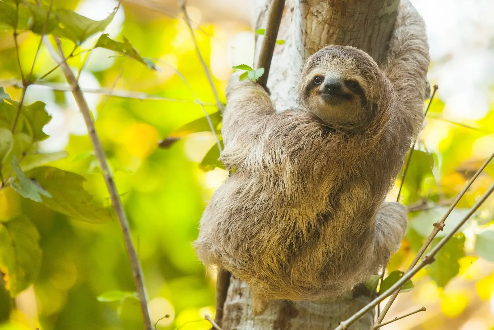 Take it easy, like a Sloth, in Arenal, Costa Rica