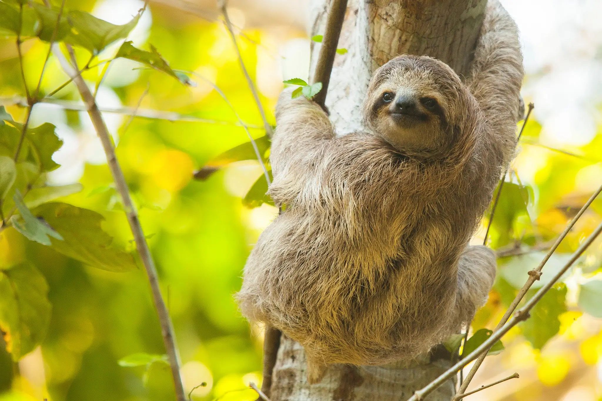 Take it easy, like a Sloth, in Arenal, Costa Rica