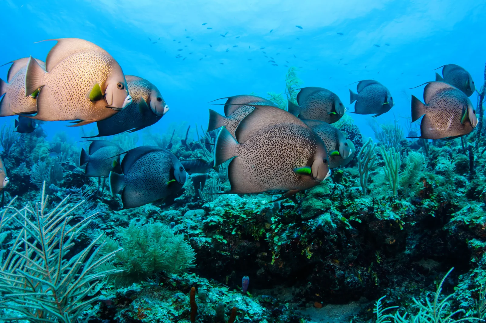 Snorkel in the southern Cayes in the Toledo District of Belize