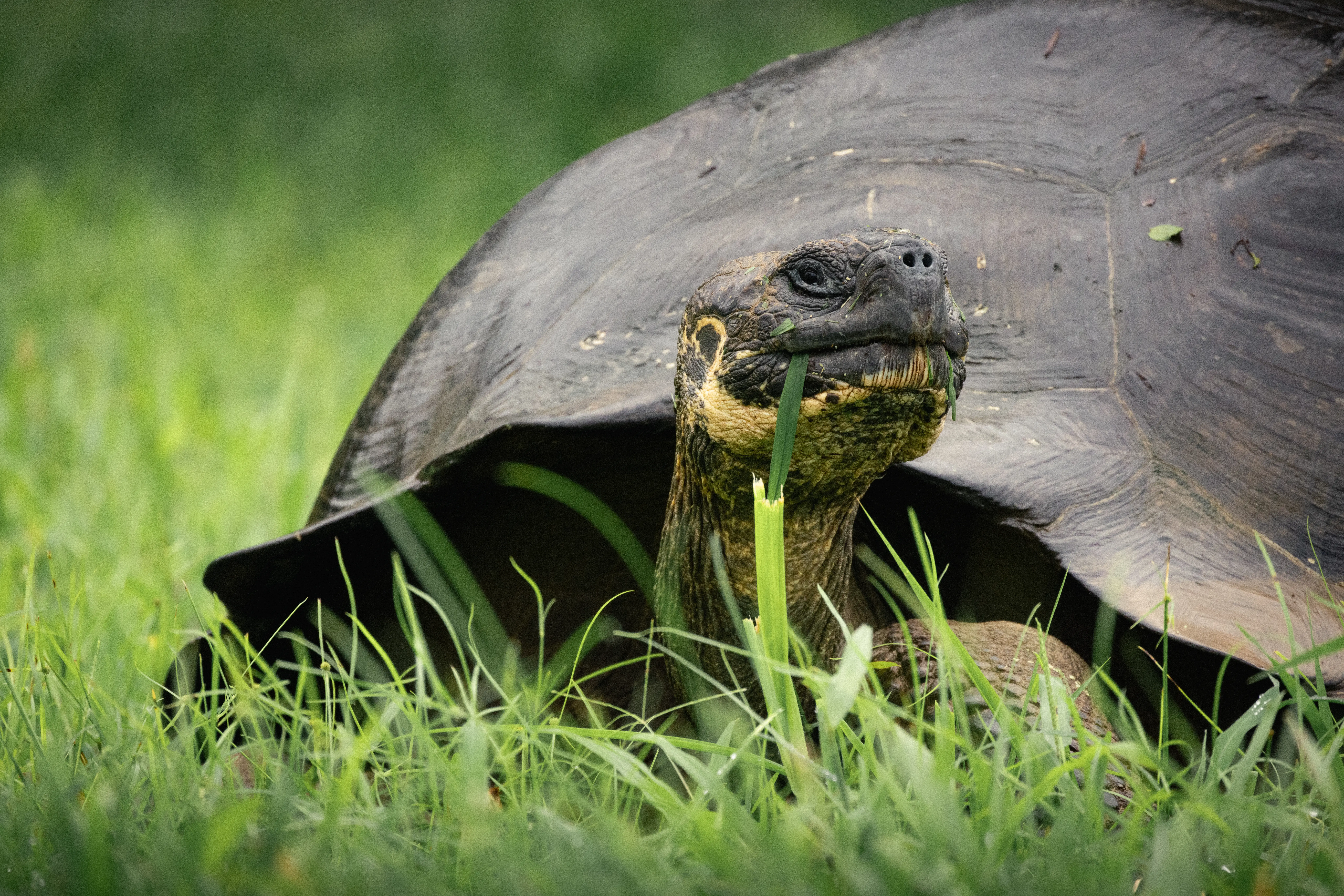 Visit the Giant Tortoise breeding center in The Galapagos Islands