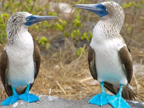 Blue footed boobie, found in The Galapagos Islands