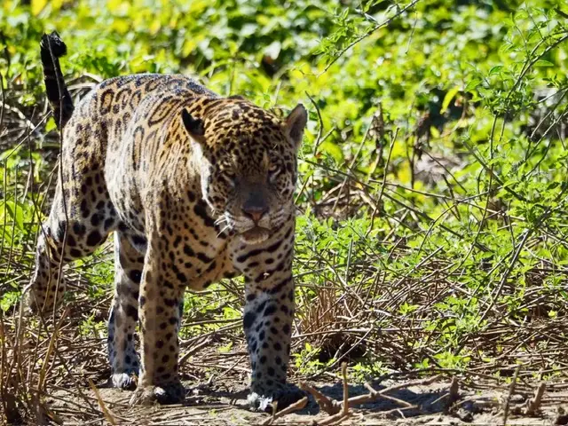Spot Jaguars in the wild in The Pantanal Brazil on a tailor made holiday with Travel Differently