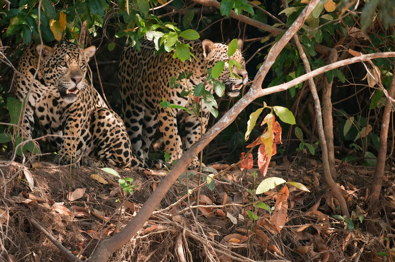 Wild Brazil: Pantanal Iguazu and Rio