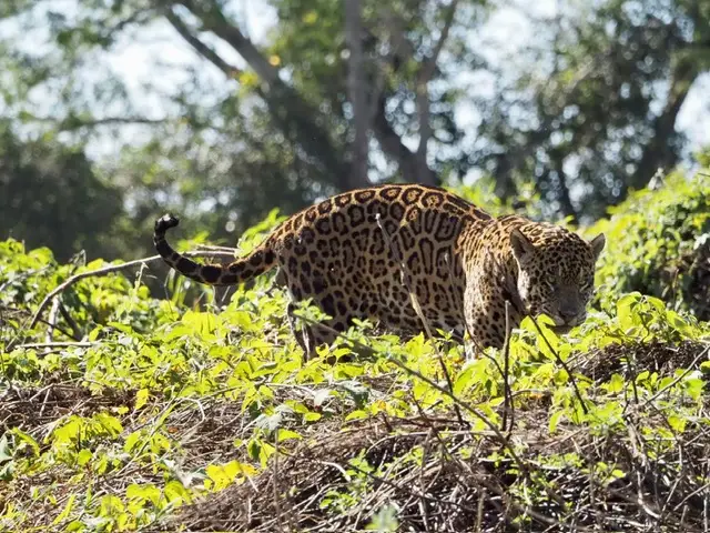 Visit the Pantanal in Brazil for the best chance of spotting Jaguars