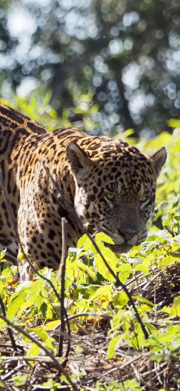 You may be lucky enough to witness one of these magnificent creatures up close, on our Jaguar spotting holidays in the Pantanal, Brazil.