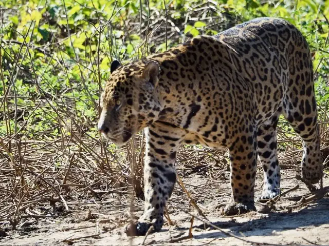 The Pantanal in Brazil is one of the best places in the world to spot Jaguars