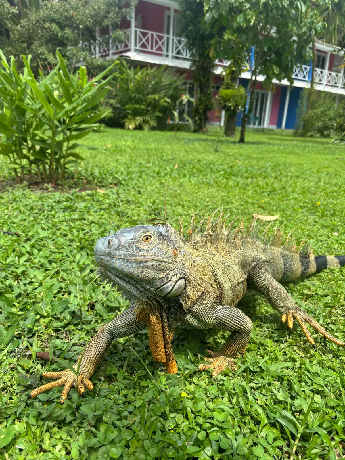 One of the many incredible creatures found in Costa Rica