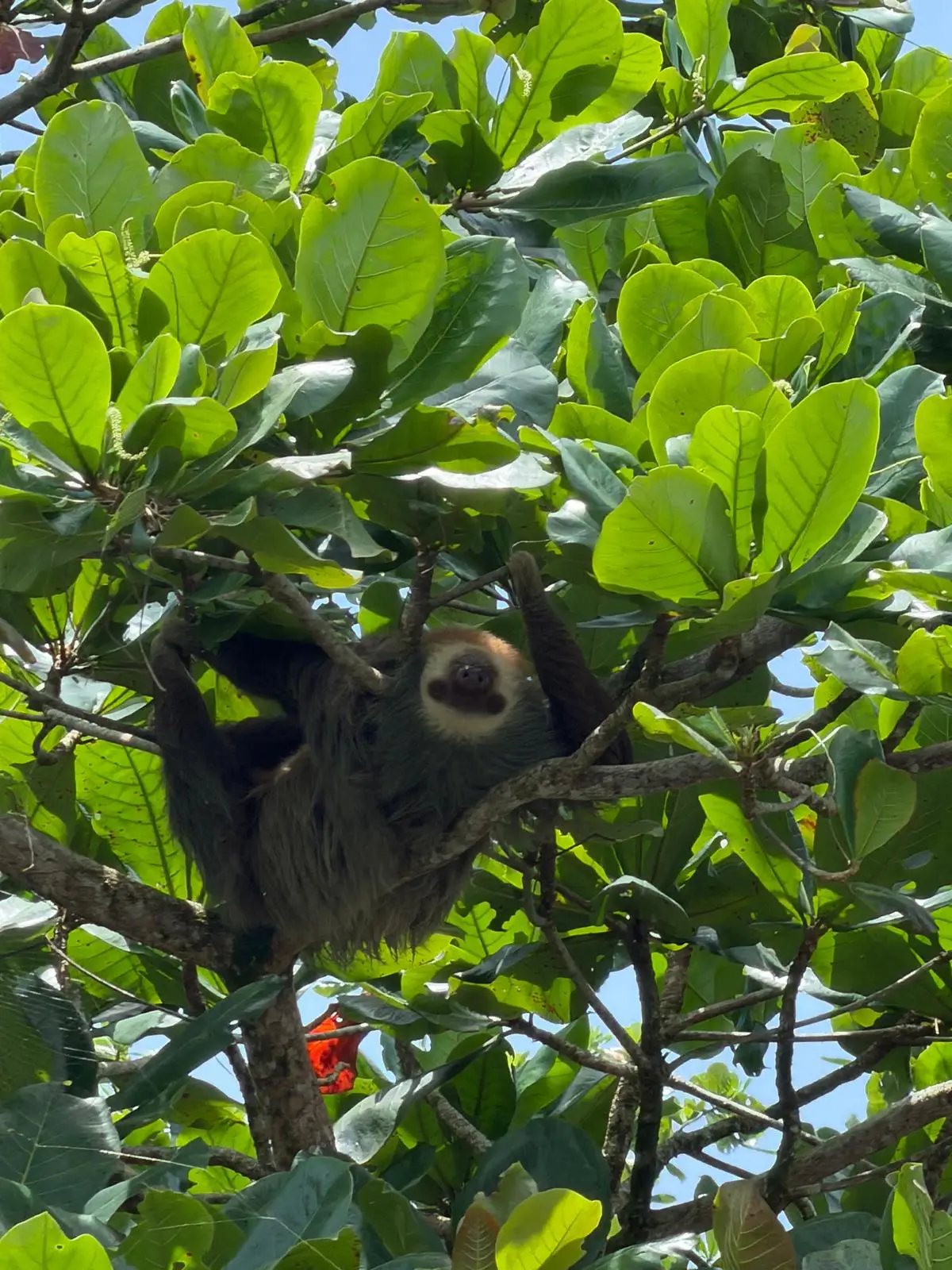 Wildlife of Costa Rica on a Travel Differently holiday